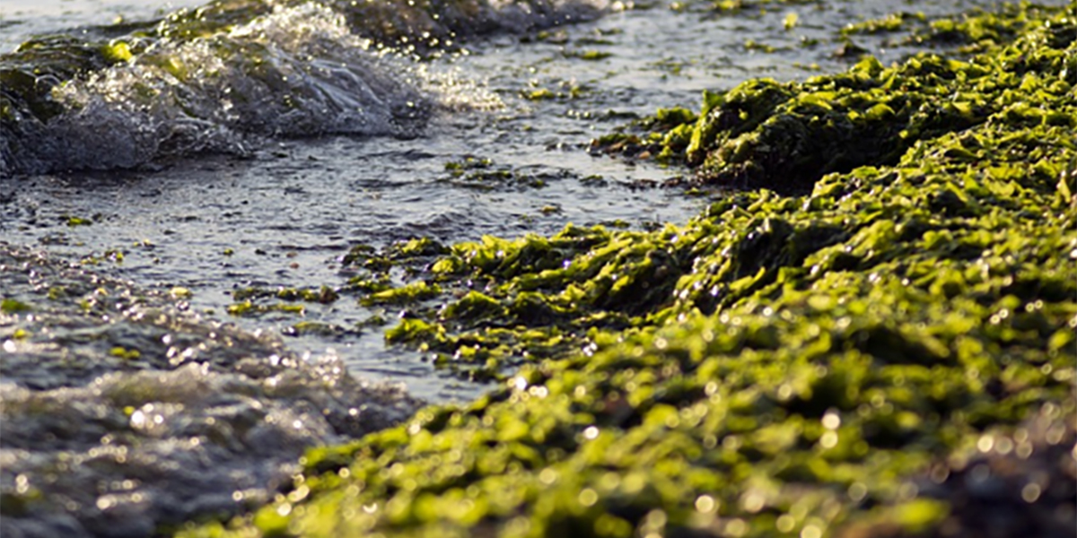 Microalghe: dall’acqua la chiave per colture più efficienti e sostenibili